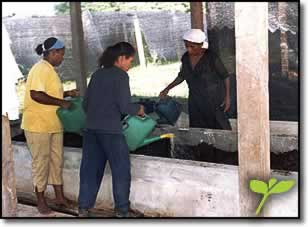 Bioinsumos