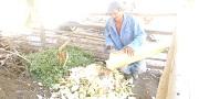 Productores elaborando abono orgánico en el municipio de Chimichagua Corregimiento de Betel