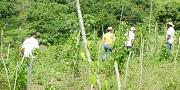 Video: Campesinos investigadores mejorando el ñame