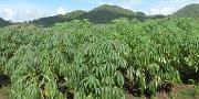 Video: El cultivo de yuca en Toluviejo