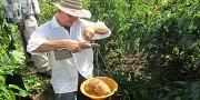 Video: Técnicas de cultivo de ñame espino