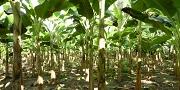 Video: Núcleo de investigación participativa en plátano
