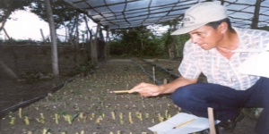 semilla de yuca