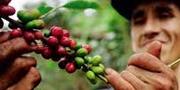 La nueva caficultura colombiana
