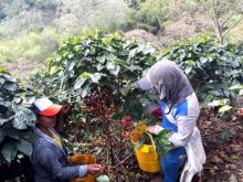 Mujeres cafeteras